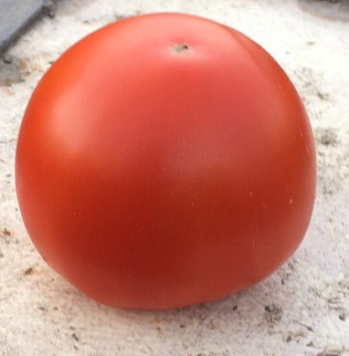 Бехрам - сорт домати - семена за домати