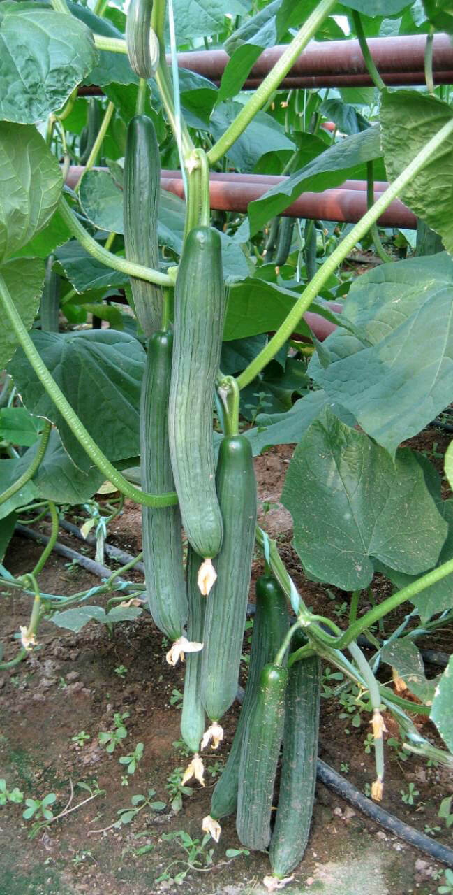 Делано - сорт краставици - семена за краставици