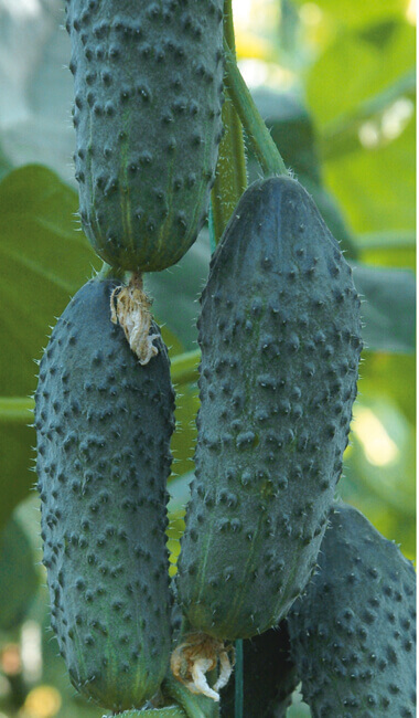 Корнишон Дерия F1 - сорт краставици - семена за корнишони